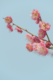 枝头绽放的粉嫩梅花