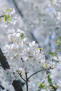 枝头绽放的洁白花朵