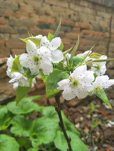 枝头绽放的洁白花朵
