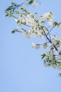 蓝天映衬下的洁白花枝