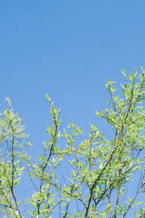 蓝天映衬下的嫩绿树枝