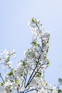 枝头绽放的洁白花朵