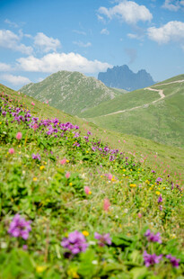 山间烂漫花海美景
