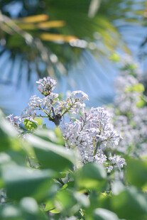 绽放的淡紫色繁花