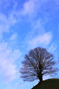 孤树傲立蓝天之下