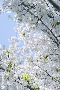 枝头绽放的洁白樱花