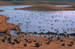 湖畔群鸟栖息的自然景象