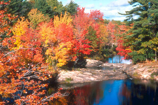 秋日溪边绚烂多彩的树林