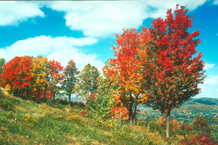 秋日山坡绚烂彩叶美景