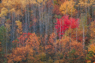 秋日多彩森林美景