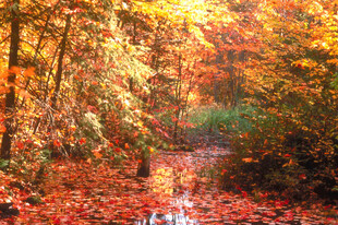 秋日溪流旁的绚烂枫林