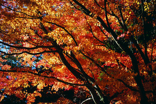 秋日绚烂枫叶树景