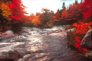 秋日溪流边的绚烂红叶