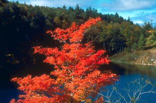 湖畔红枫映秋景