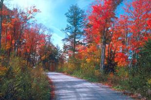 秋日林间小路美景