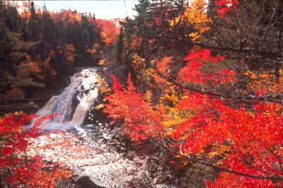 秋日红叶中的潺潺瀑布