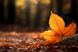 秋日落叶的静谧之美