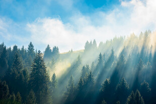 阳光穿透山林的梦幻美景