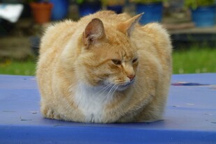 橘猫趴坐蓝色表面