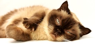 慵懒猫咪惬意躺卧