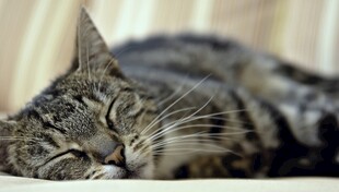 酣睡的条纹猫咪