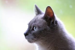 灰猫侧颜特写