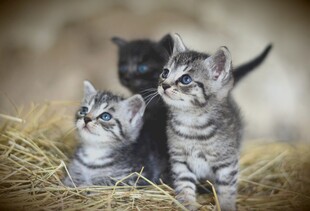 三只萌小猫在干草上