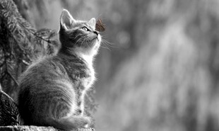 小猫仰头望天
