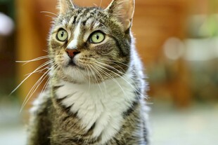 可爱长毛猫抬头凝视瞬间