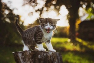 夕阳下木头上的可爱猫咪