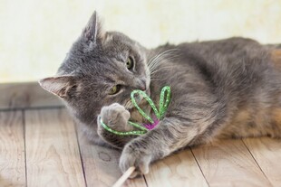 猫咪惬意玩逗猫棒
