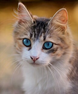 蓝眼萌猫特写