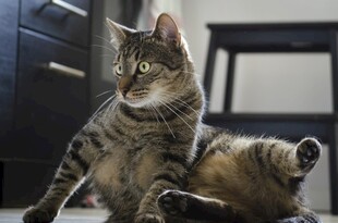 俏皮猫咪惬意躺姿