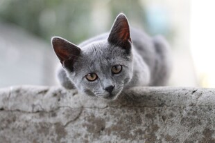 灰猫趴墙好奇张望