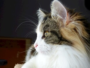 长毛猫咪侧颜特写