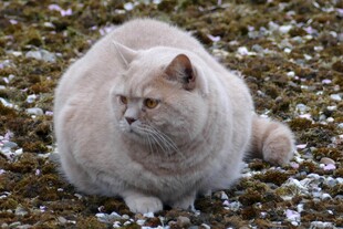 慵懒猫咪趴于草地