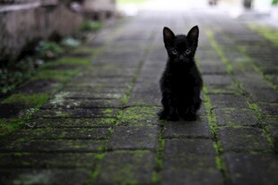黑猫独坐石板路