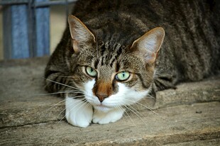 趴卧的斑纹猫咪
