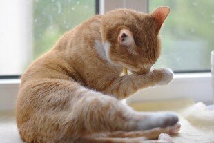 窗边橘猫专注舔毛