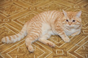 橘猫悠闲躺于花纹地毯上