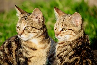 两只可爱虎斑猫