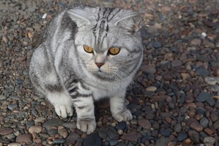 灰毛猫咪蹲坐于碎石上