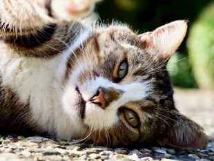 猫咪惬意躺地露萌态