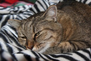 猫咪惬意躺卧黑白条纹毯上