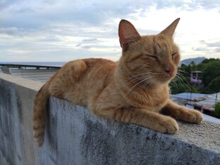 橘猫惬意趴于石栏