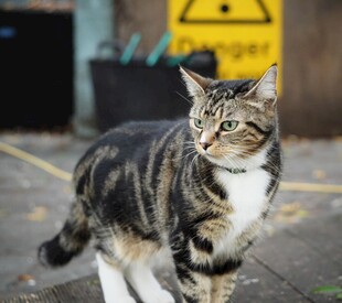 户外条纹猫咪好奇张望