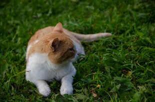 草地上的可爱猫咪