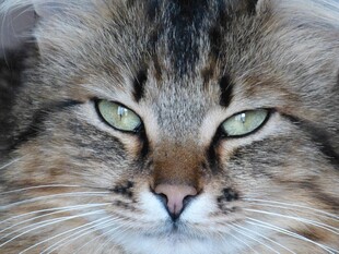 凝视的长毛猫