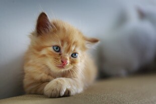 可爱小橘猫趴坐沙发上