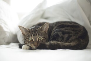 卧于枕旁的条纹猫咪